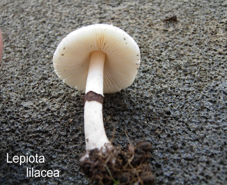 Lepiota lilacea-amf1209.jpg - Lepiota lilacea ; Syn: Lepiotula lilacea ; Non français: Lépiote lilas